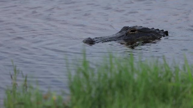 An alligator swims in a swamp in Coconut Creek, Florida near Fort Lauderdale