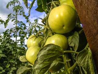 Green tomatoes in Brazil
