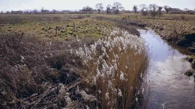 Dry reed grass moves slowly by blowing wind next to small river. Baker Path, Tarvin, Cheshire, England. Camera static