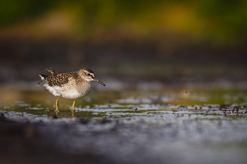 Wood sandpiper on muddy beach