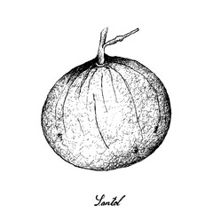 Hand Drawn of Sweet Ripe Santol Fruit on White Background