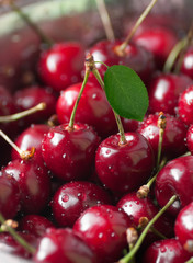 two berries of black cherry with green leaf on a branch, in a colander with berries in water drops background