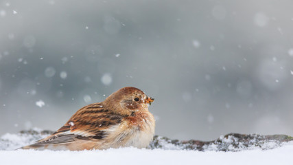 Snow bunting in snow fall