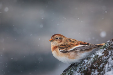Snow bunting in snow fall