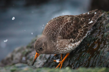 Purple sandpiper in winter