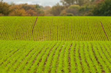 Tilled soil with fresh green sprouting plants with shallow depth of field and selective focus.