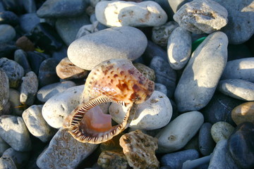 seashell and stone on the seacoat