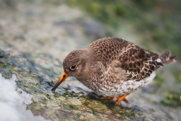 Purple sandpiper in winter