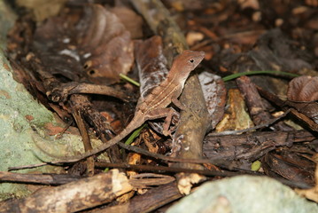 small lizard at the tropical forest