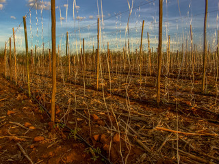 Fototapeta premium tomatoes field in Brazil