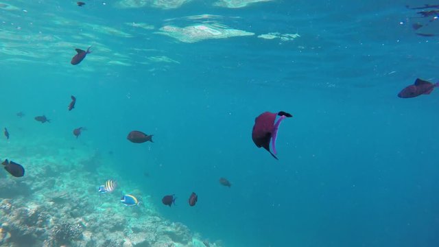 ein Schwarm blauer Dr&uuml;ckerfische schwimmt an der Wasseroberfl&auml;che