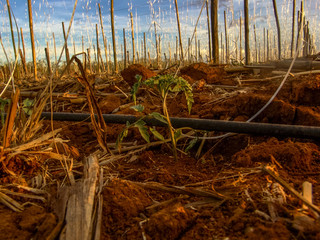 tomatoes field in Brazil