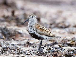 Dunlin (Calidris alpina)