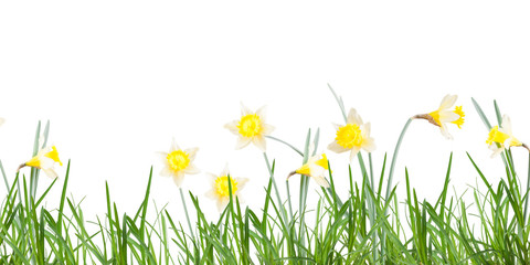Poster, spring flowers, narcissus  in the grass on a white background