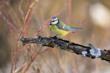 The Eurasian blue tit sitting on a branch with flaking bark (at sunrise).