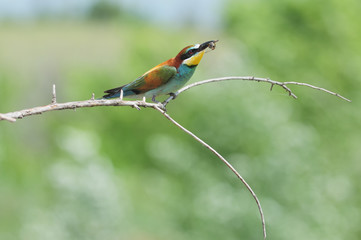 European bee-eater raised its beak with the caught wasp.