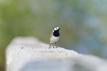 Obraz na płótnie Canvas White wagtail stands on the edge of a concrete fence on a green background.