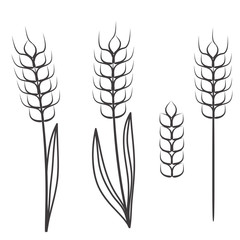 wheat ears scretch isolated on white, stock vector illustration