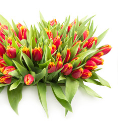 bunch of tulips isolated on white background
