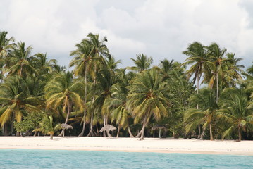 seascape with white sand and green coconut palms and blue ocean water diminican republic