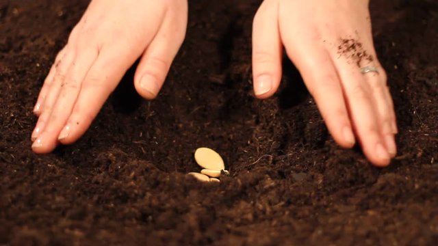 planting seeds