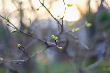 Beginning of spring. New green leaves and violet blossoms appeared on tree branch
