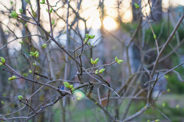 Beginning of spring. New green leaves and violet blossoms appeared on tree branch