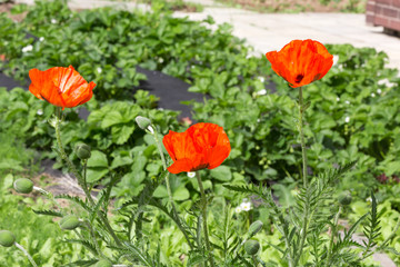 Poppy flowers in a blossoming summer garden