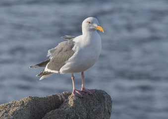 Fototapeta premium Herring Gull, Pacific Grove, California