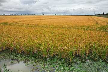 yellow rice field in the Po Delta Park, Italy