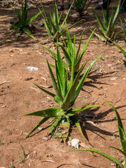 Aloe vera field. Succulent plant used in alternative medicine. 