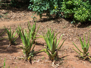 Fototapeta premium Aloe vera field. Succulent plant used in alternative medicine. 