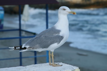 seagull on the coast