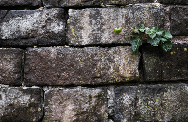 Old grunge natural bricks (blocks) textured stone background with a green plant growing on it eco concept image.