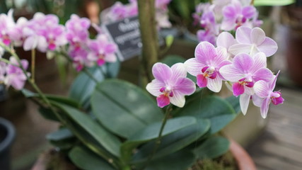 Beautiful blooming orchid flower in the garden with natural green floral background. Amazing plants for postcard and agriculture design with space for text. Phalaenopsis orchid.