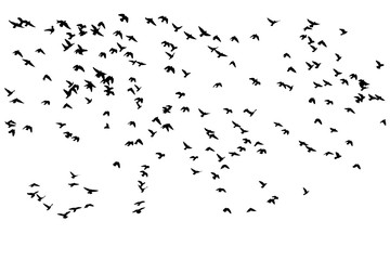 Fototapeta flock of birds obraz