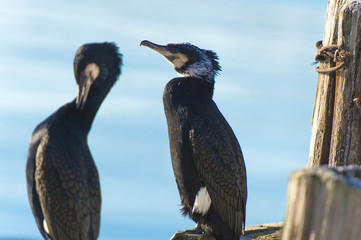 Great cormorant. (Phalacrocorax carbo).Northern Norway.Tromso.