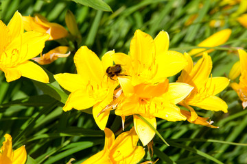 Yellow lilies in a flowery garden