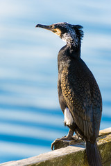 Great cormorant. (Phalacrocorax carbo).Northern Norway.Tromso.
