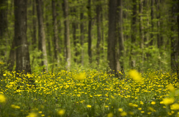 yellow flower meadow in the spring forest