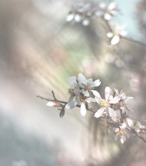 cherry blossom close up macro photo, spring bloom flowers