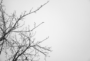 Fototapeta na wymiar Left aligned tree branches empty background