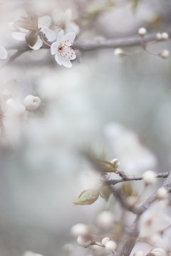 cherry blossom close up macro photo, spring bloom flowers