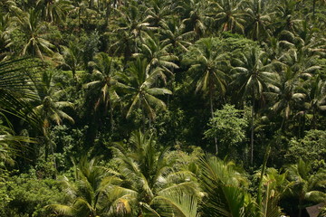 tropical green jungle with the palms