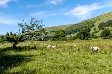 Obraz premium Group of sheep in the Yorkshire Dales, near Buckden, England.