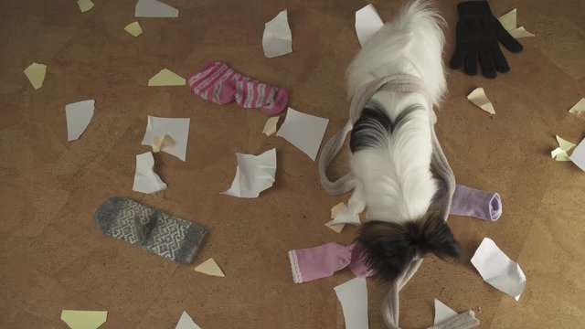 Dog Papillon arranged pogrom in the house scattered things and tore the paper stock footage video