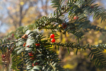 Obraz premium Taxus baccata in Hyrcania, Golestan, Iran
