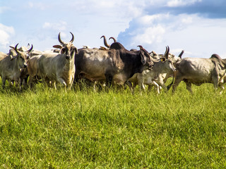 Guzera cattle on pasture in Brazil