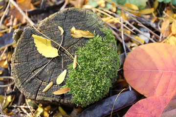 stamp moss and leafs at the autumn forest