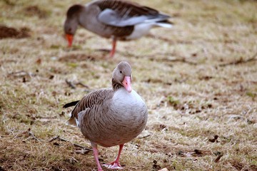 Wildgänse